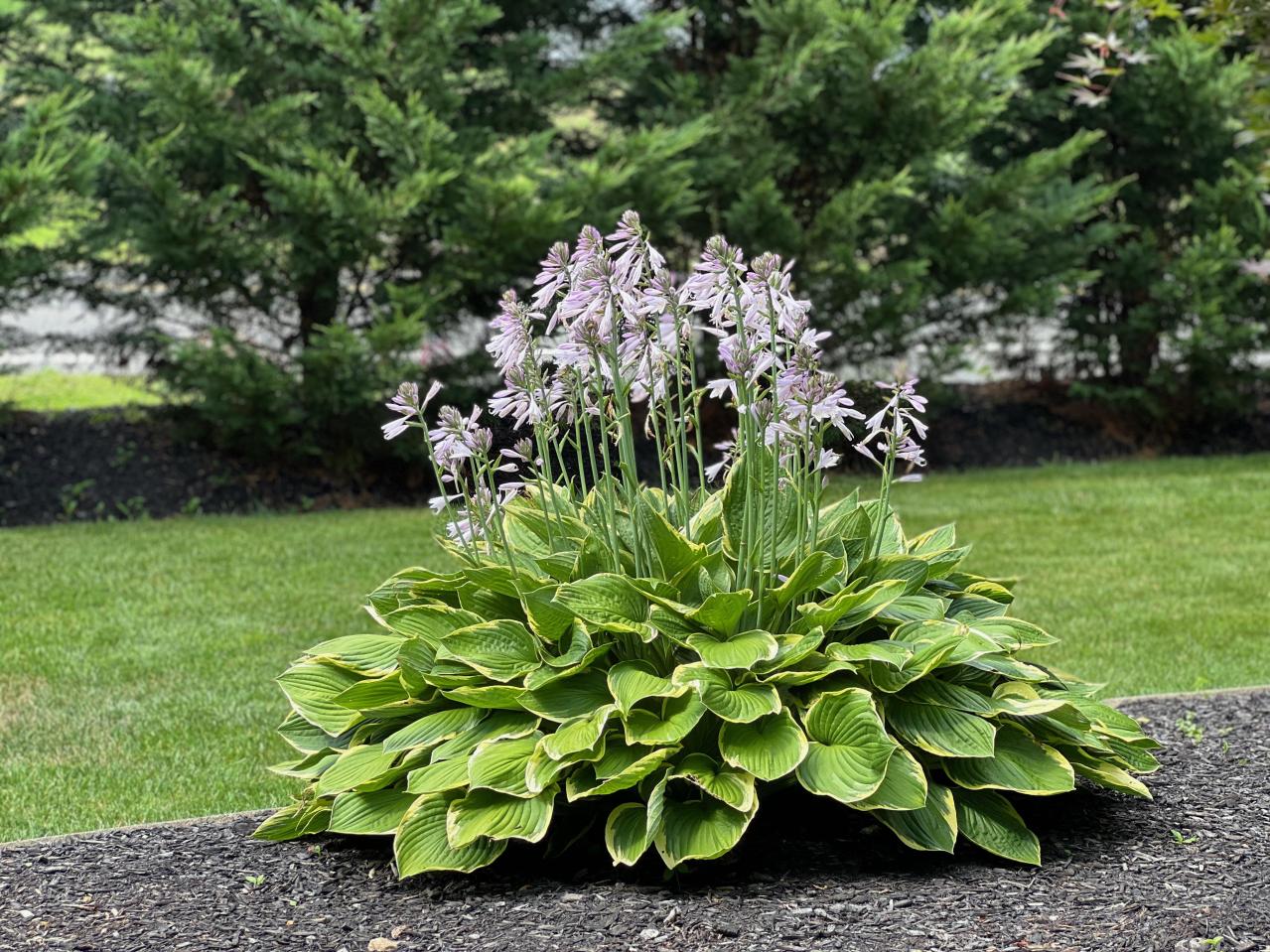 植えっぱなしで毎年きれい！ギボウシ（ホスタ）で庭が見違える理由と人気5選［多年草］（画像7）