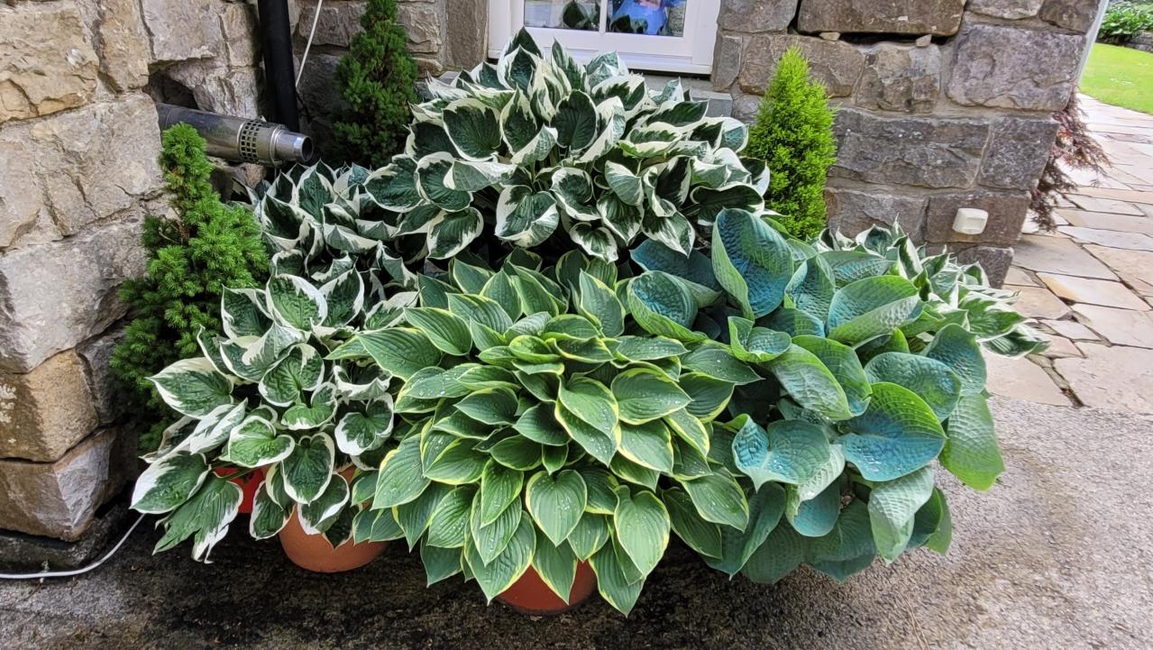 植えっぱなしで毎年きれい！ギボウシ（ホスタ）で庭が見違える理由と人気5選［多年草］（画像5）