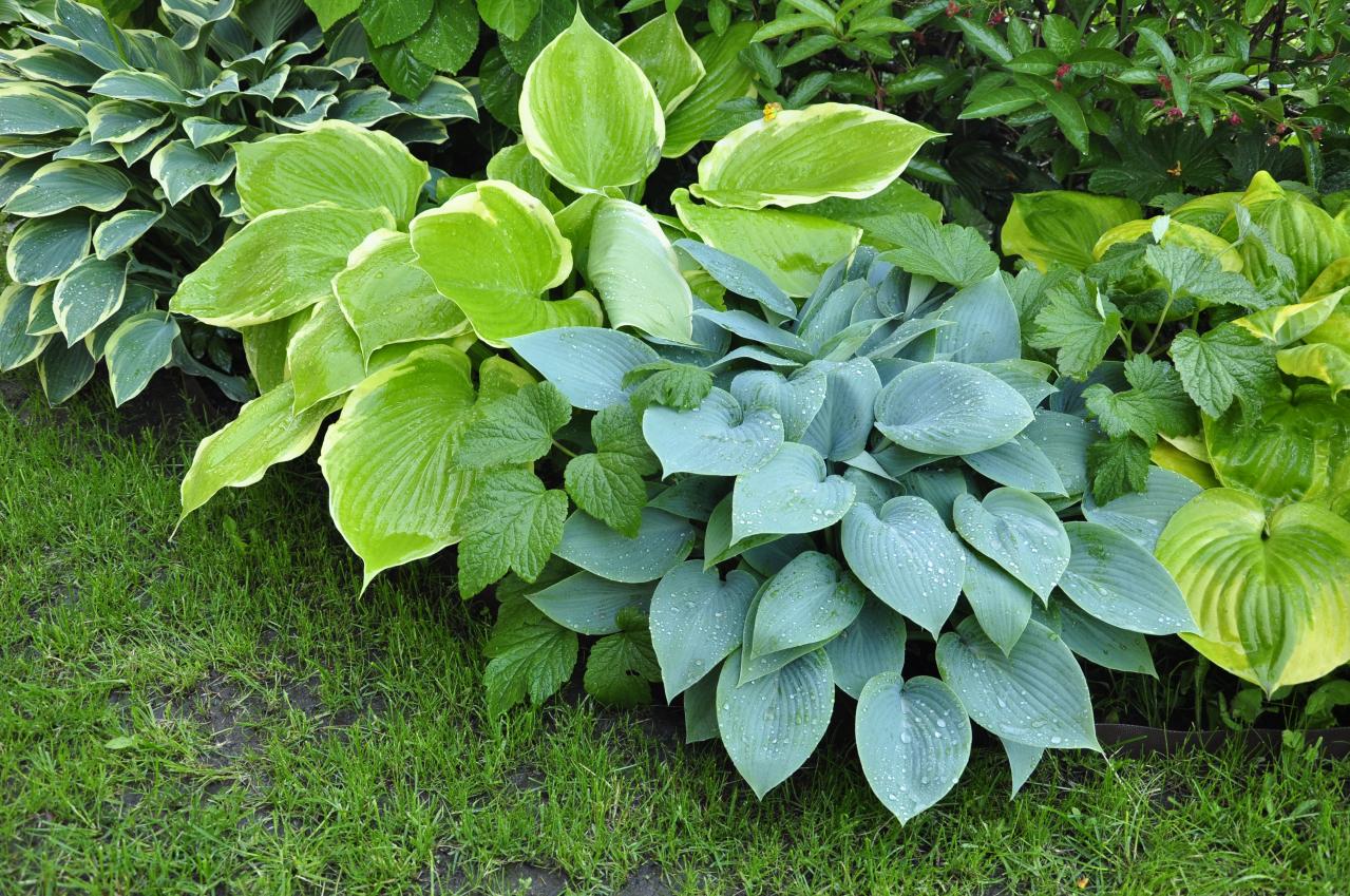 植えっぱなしで毎年きれい！ギボウシ（ホスタ）で庭が見違える理由と人気5選［多年草］（画像6）
