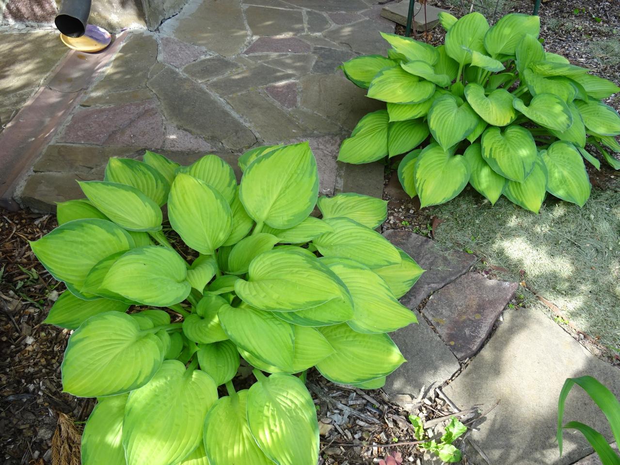 植えっぱなしで毎年きれい！ギボウシ（ホスタ）で庭が見違える理由と人気5選［多年草］（画像10）