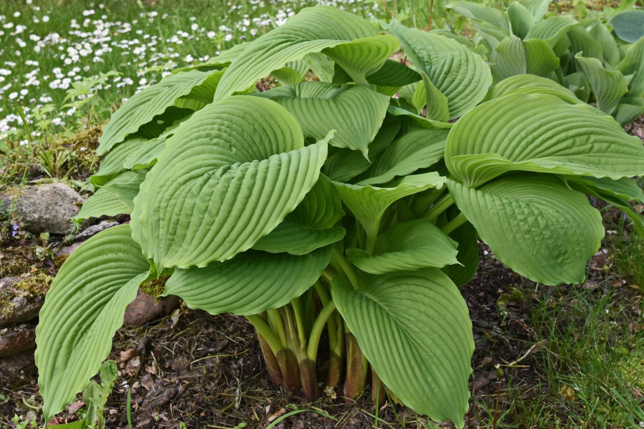 植えっぱなしで毎年きれい！ギボウシ（ホスタ）で庭が見違える理由と人気5選［多年草］（画像12）