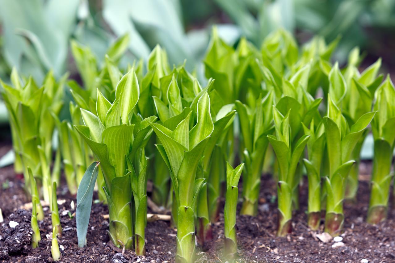 植えっぱなしで毎年きれい！ギボウシ（ホスタ）で庭が見違える理由と人気5選［多年草］（画像2）
