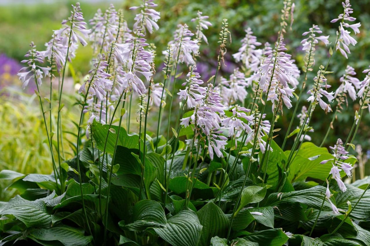 植えっぱなしで毎年きれい！ギボウシ（ホスタ）で庭が見違える理由と人気5選［多年草］（画像3）