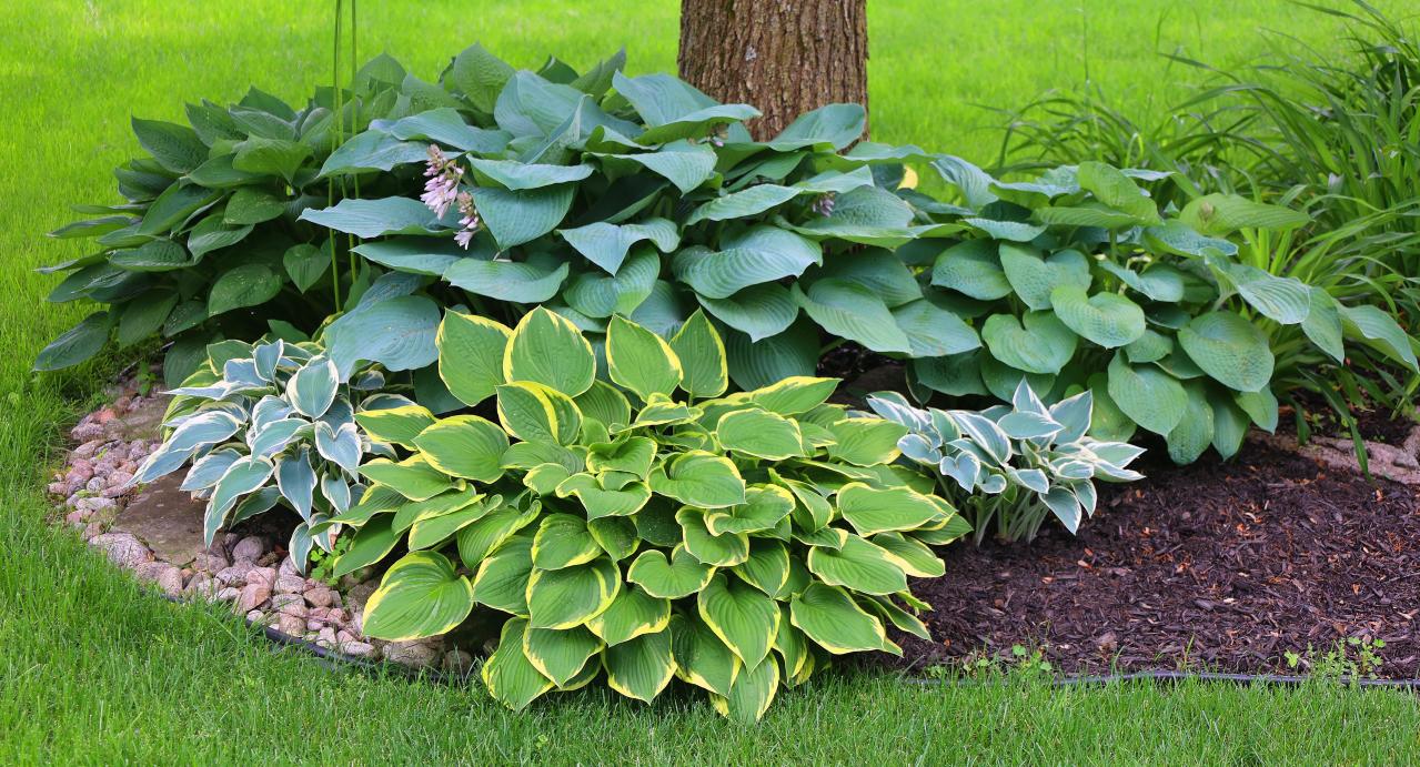 植えっぱなしで毎年きれい！ギボウシ（ホスタ）で庭が見違える理由と人気5選［多年草］（画像8）