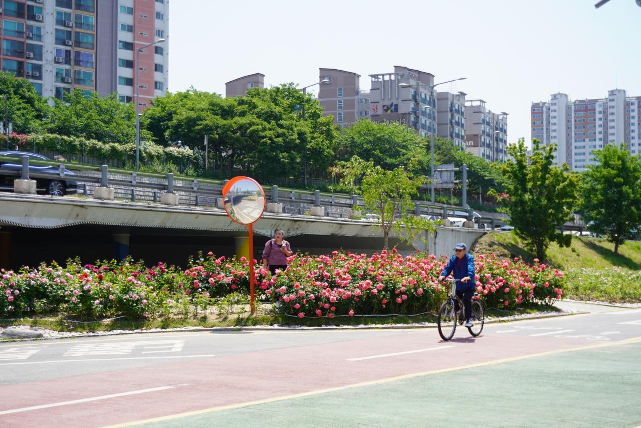 韓国最大級「中浪ソウル バラ祭り」を現地レポート！1000万本のバラと5.45kmの絶景トンネルに感動（画像9）