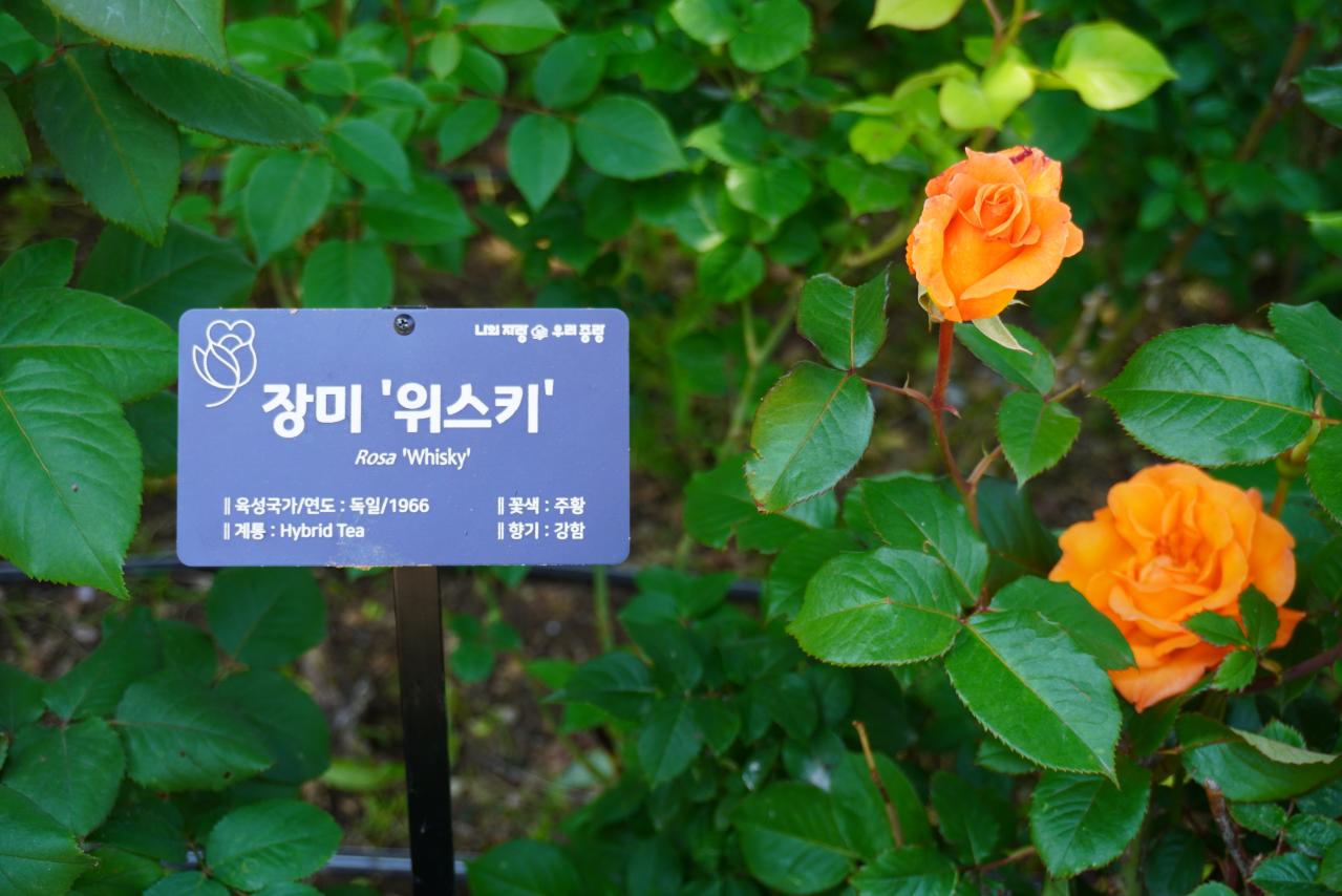 韓国最大級「中浪ソウル バラ祭り」を現地レポート！1000万本のバラと5.45kmの絶景トンネルに感動（画像7）