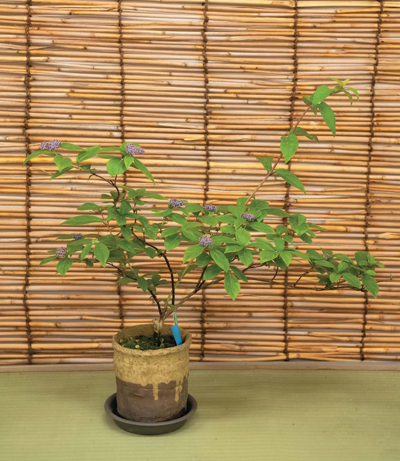 鉢で楽しむ【ヤマアジサイ】（ピンク・白）名品6種。趣がさらに増す仕立て方とは？（画像10）