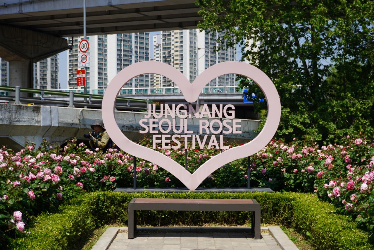 韓国最大級「中浪ソウル バラ祭り」を現地レポート！1000万本のバラと5.45kmの絶景トンネルに感動（画像8）