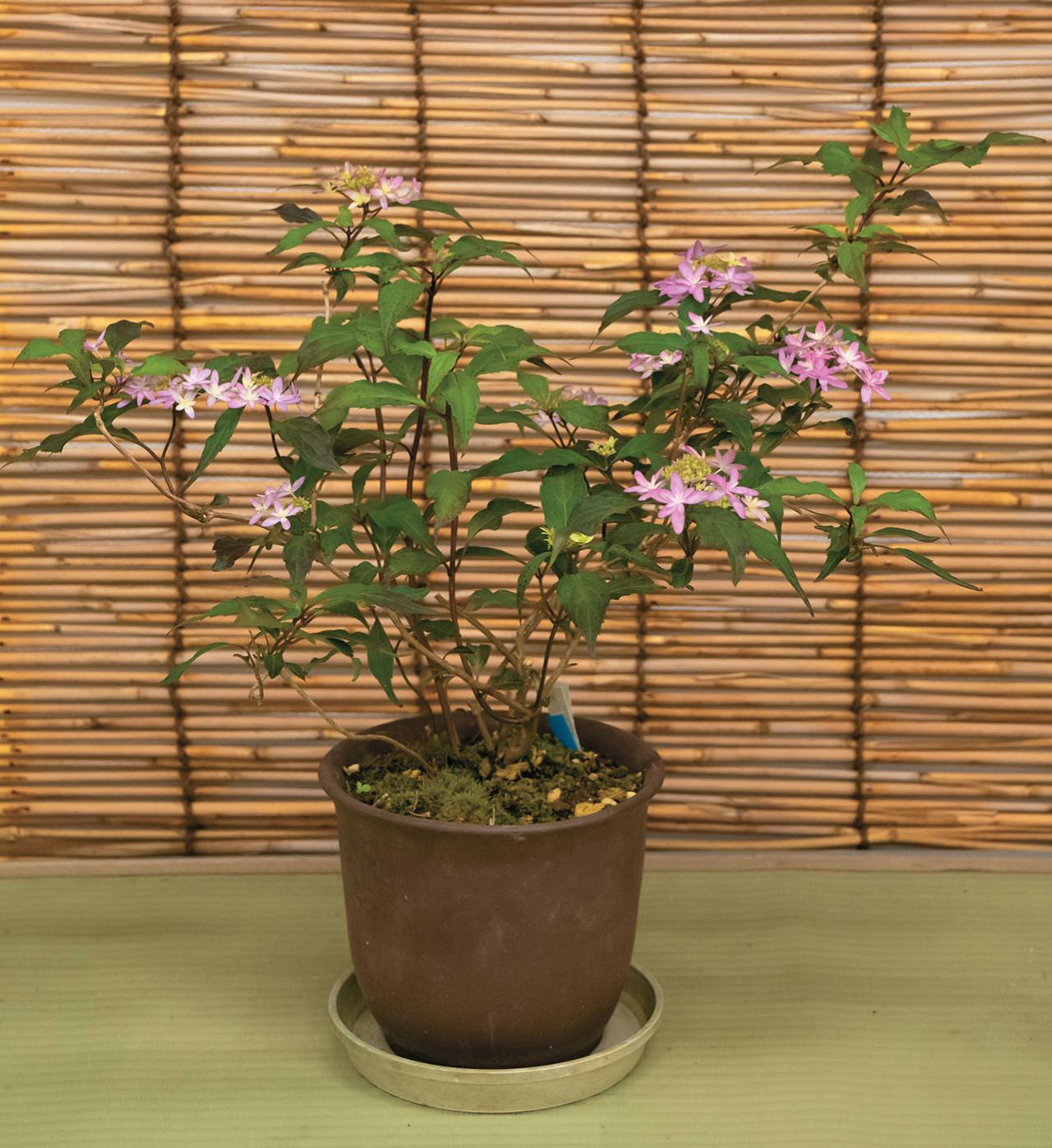 鉢で楽しむ【ヤマアジサイ】（ピンク・白）名品6種。趣がさらに増す仕立て方とは？（画像2）