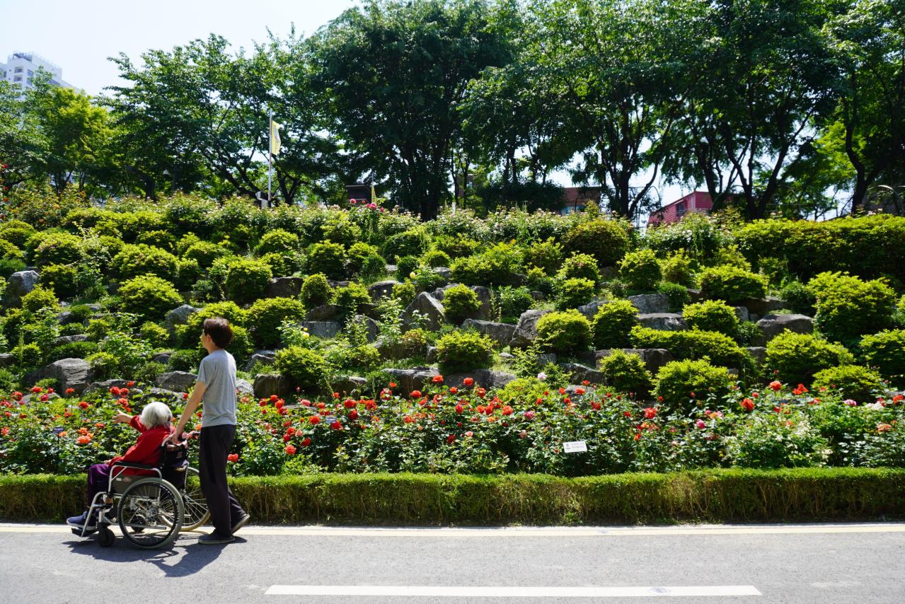 韓国最大級「中浪ソウル バラ祭り」を現地レポート！1000万本のバラと5.45kmの絶景トンネルに感動（画像2）