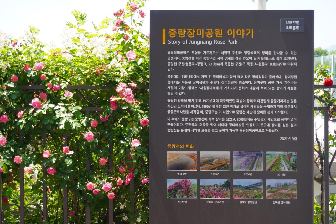 韓国最大級「中浪ソウル バラ祭り」を現地レポート！1000万本のバラと5.45kmの絶景トンネルに感動（画像21）