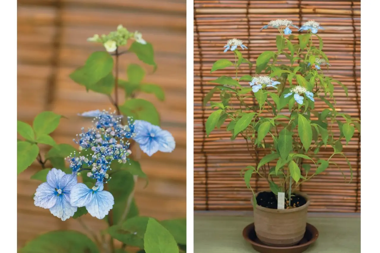 鉢仕立てで楽しむ【ブルーのヤマアジサイ】6選：池の蝶・芥川絞り