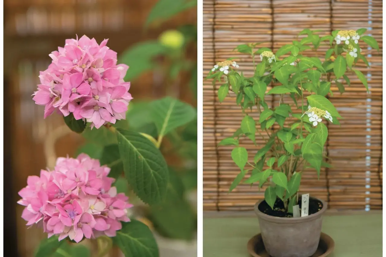 紫陽花　ピンク系手まり咲き　特大株　来年用 big20260514yibwfa130821150586.webp
