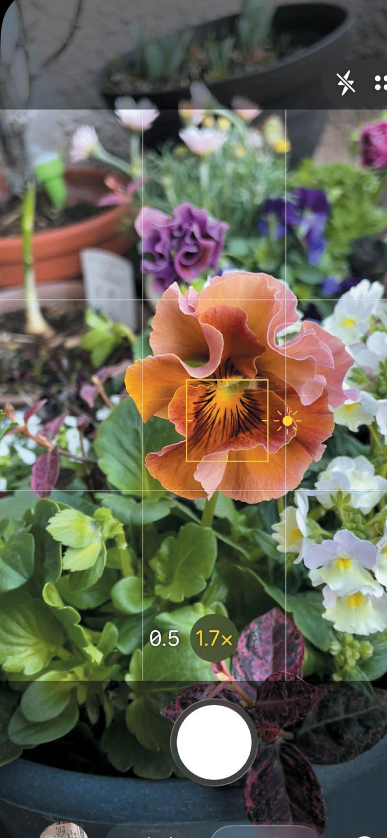 花写真家・今井秀治さんが伝授！【スマホで花をきれいに撮るコツ】とは？（画像6）