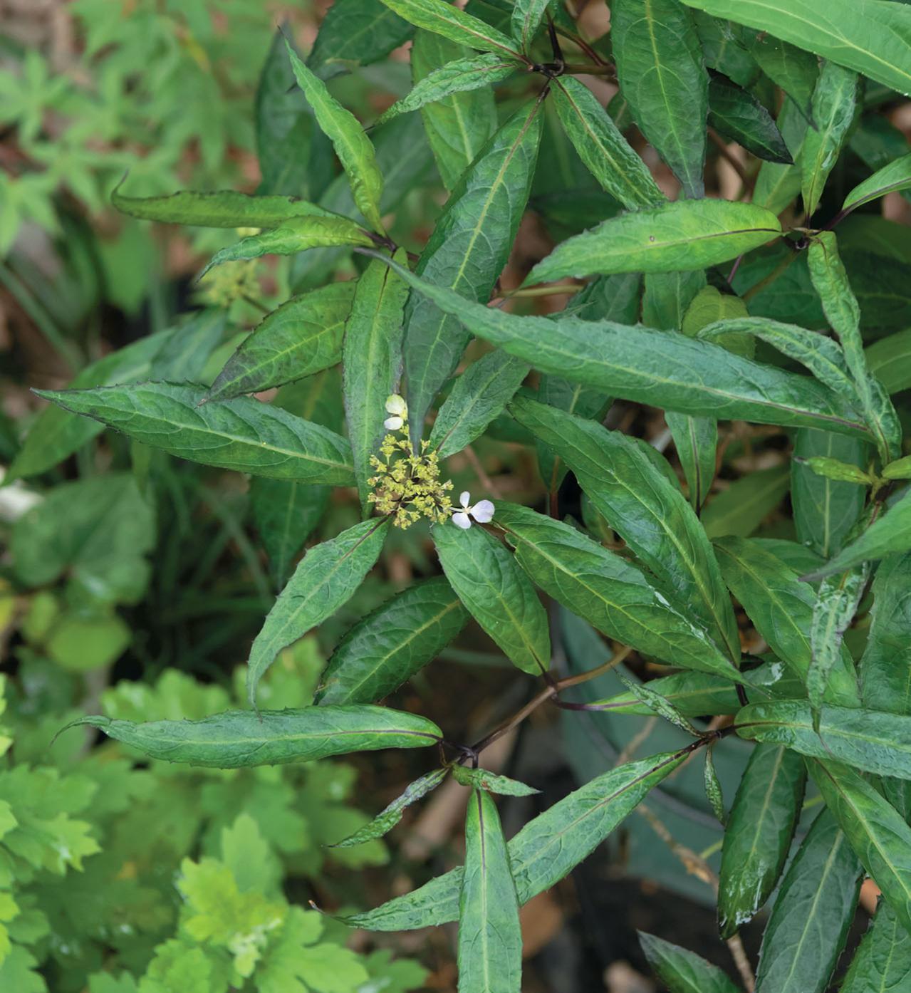 花期がずれるからロングランで楽しめる【ヤマアジサイ×園芸アジサイ】の庭実例。管理のコツは？（画像14）