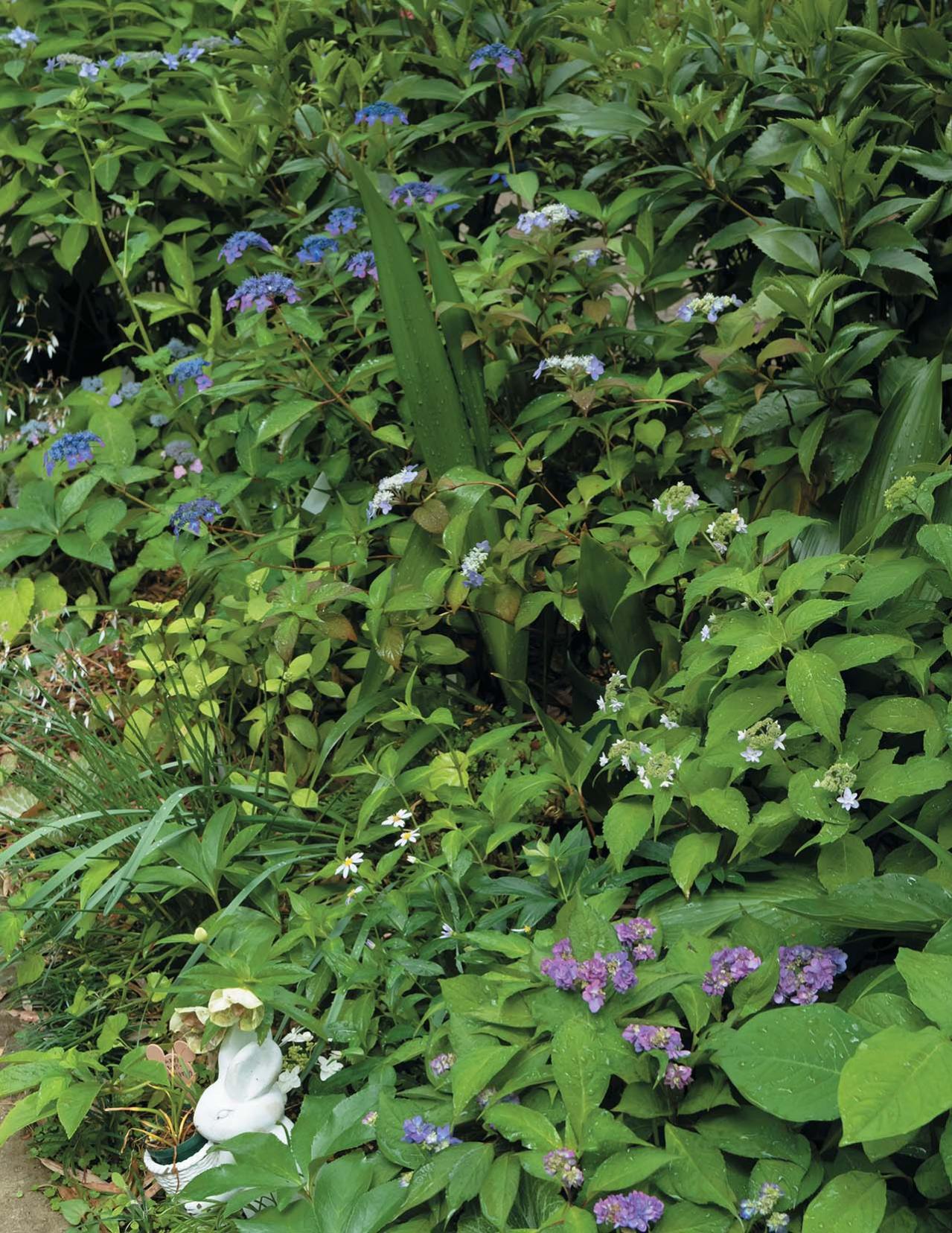 花期がずれるからロングランで楽しめる【ヤマアジサイ×園芸アジサイ】の庭実例。管理のコツは？（画像8）