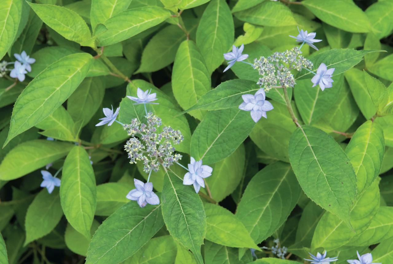 花期がずれるからロングランで楽しめる【ヤマアジサイ×園芸アジサイ】の庭実例。管理のコツは？（画像15）