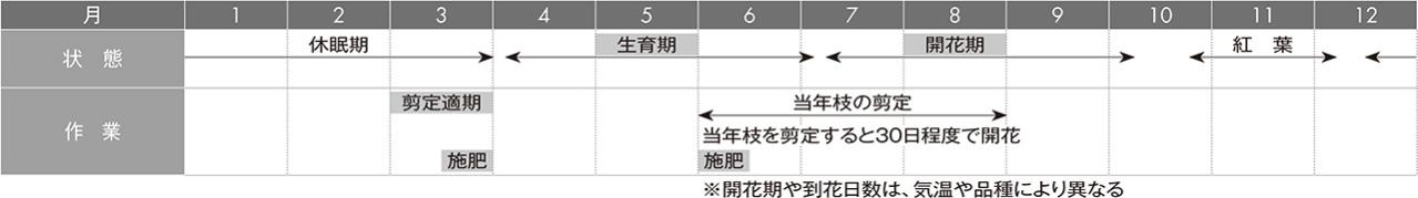【ガーデニングQ&A】サルスベリの幹、枝はどの位置で剪定すればよい？ 適期は？（画像5）