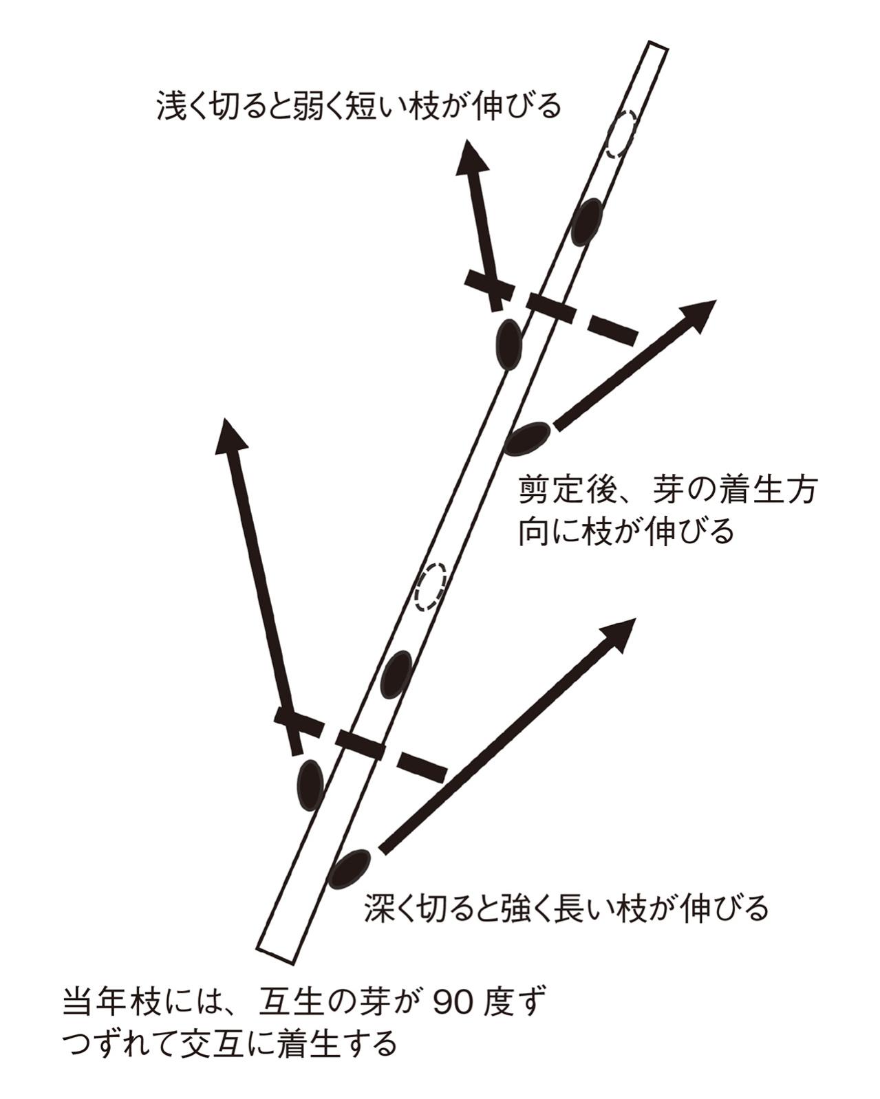 【ガーデニングQ&A】サルスベリの幹、枝はどの位置で剪定すればよい？ 適期は？（画像2）