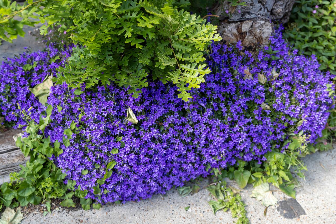 チューリップのあと、すぐ植えよう。初夏〜夏まで長く咲く一年草8選【ジニア・マリーゴールドほか】（画像16）