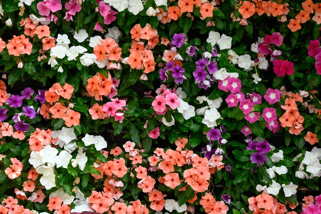 チューリップのあと、すぐ植えよう。初夏〜夏まで長く咲く一年草8選【ジニア・マリーゴールドほか】（画像8）