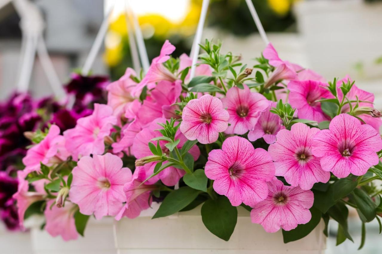 チューリップのあと、すぐ植えよう。初夏〜夏まで長く咲く一年草8選【ジニア・マリーゴールドほか】（画像4）