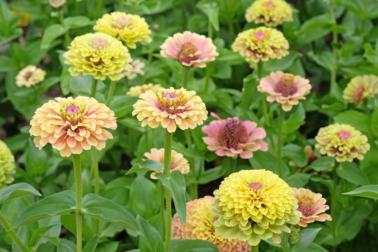チューリップのあと、すぐ植えよう。初夏〜夏まで長く咲く一年草8選【ジニア・マリーゴールドほか】（画像18）