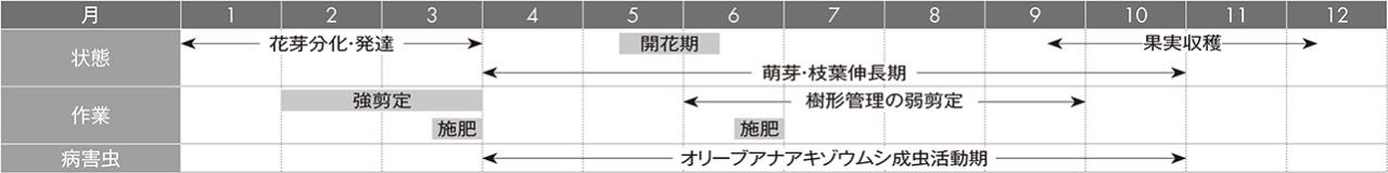 【ガーデニングQ&A】オリーブの樹形を整える剪定はいつ行うとよい？（画像3）