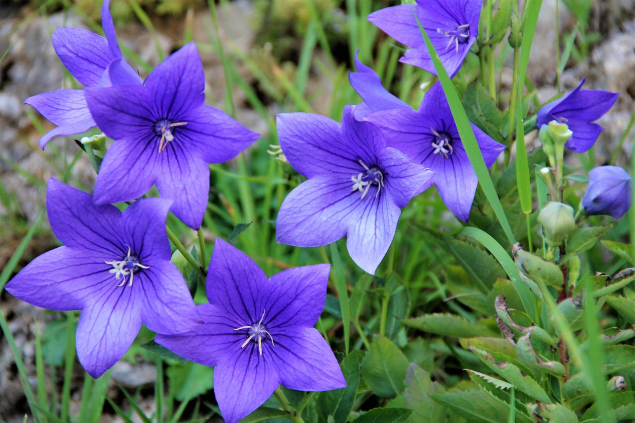 【ガーデニングQ&A】キキョウの花を翌年もきれいに咲かせるには？