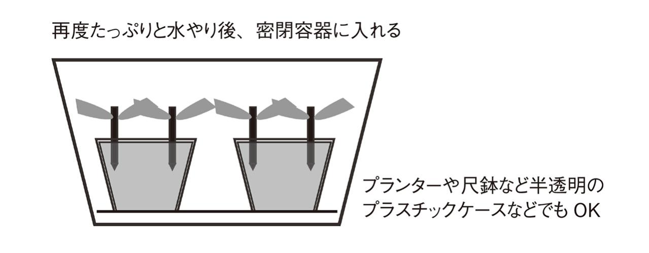 【ガーデニングQ&A】アメリカノリノキ 'アナベル' の挿し木の方法を詳しく教えて！（画像3）