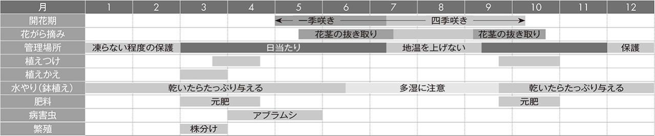 【ガーデニングQ&A】あっという間に増えるアルストロメリア。コンパクトに育てる方法は？（画像4）