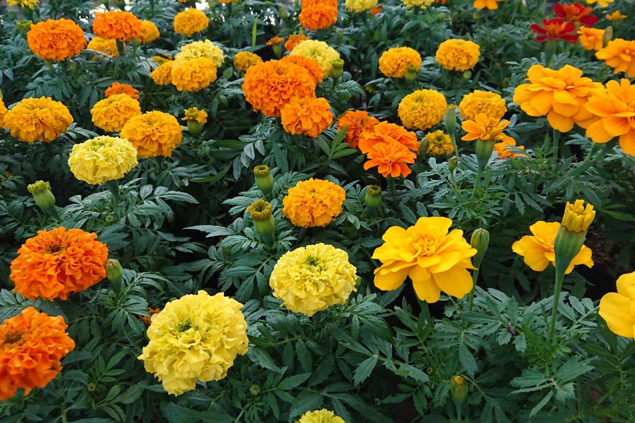 チューリップのあと、すぐ植えよう。初夏〜夏まで長く咲く一年草8選【ジニア・マリーゴールドほか】（画像13）