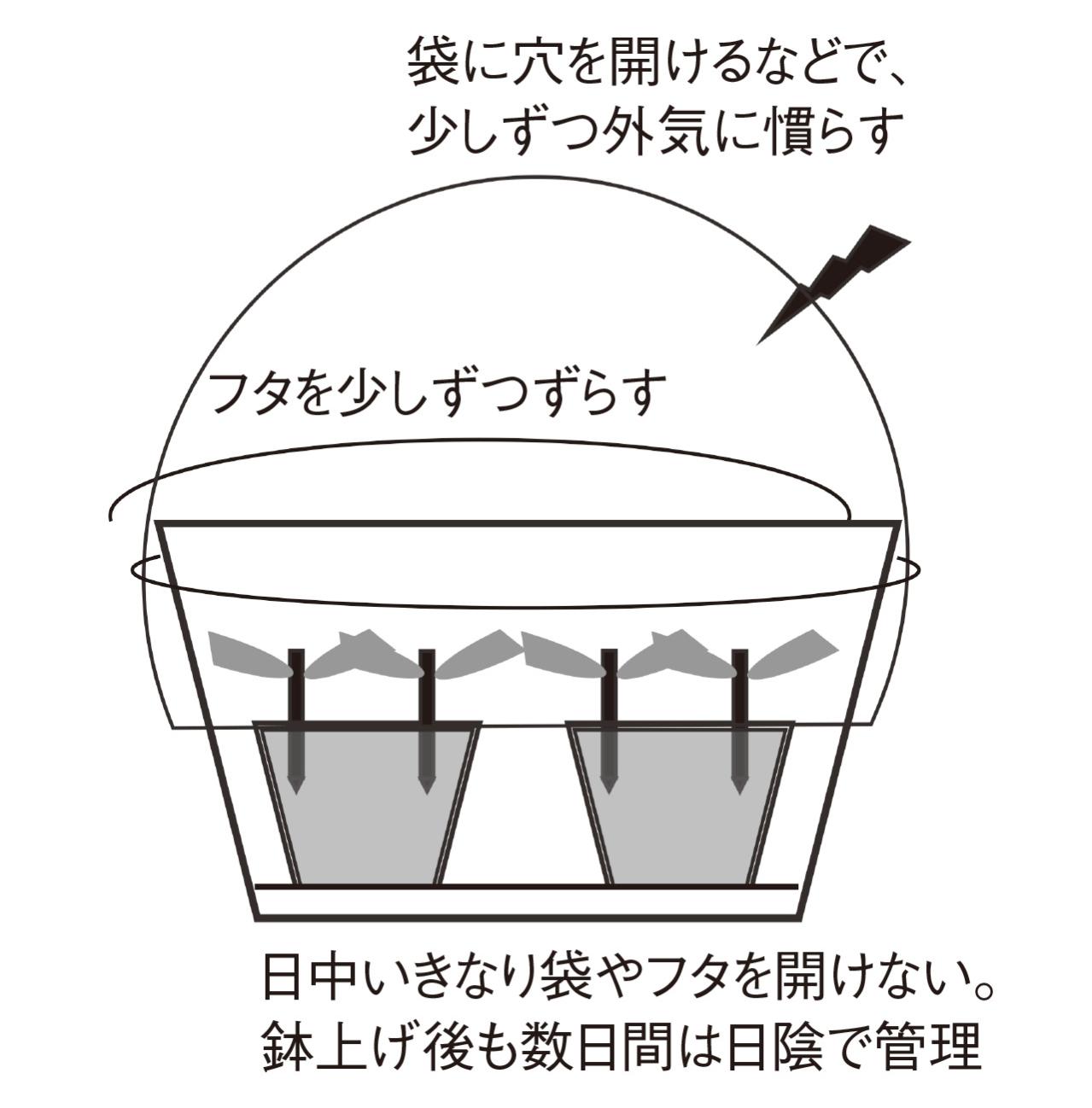 【ガーデニングQ&A】アメリカノリノキ 'アナベル' の挿し木の方法を詳しく教えて！（画像5）