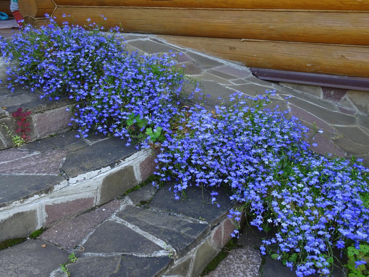チューリップのあと、すぐ植えよう。初夏〜夏まで長く咲く一年草8選【ジニア・マリーゴールドほか】（画像3）