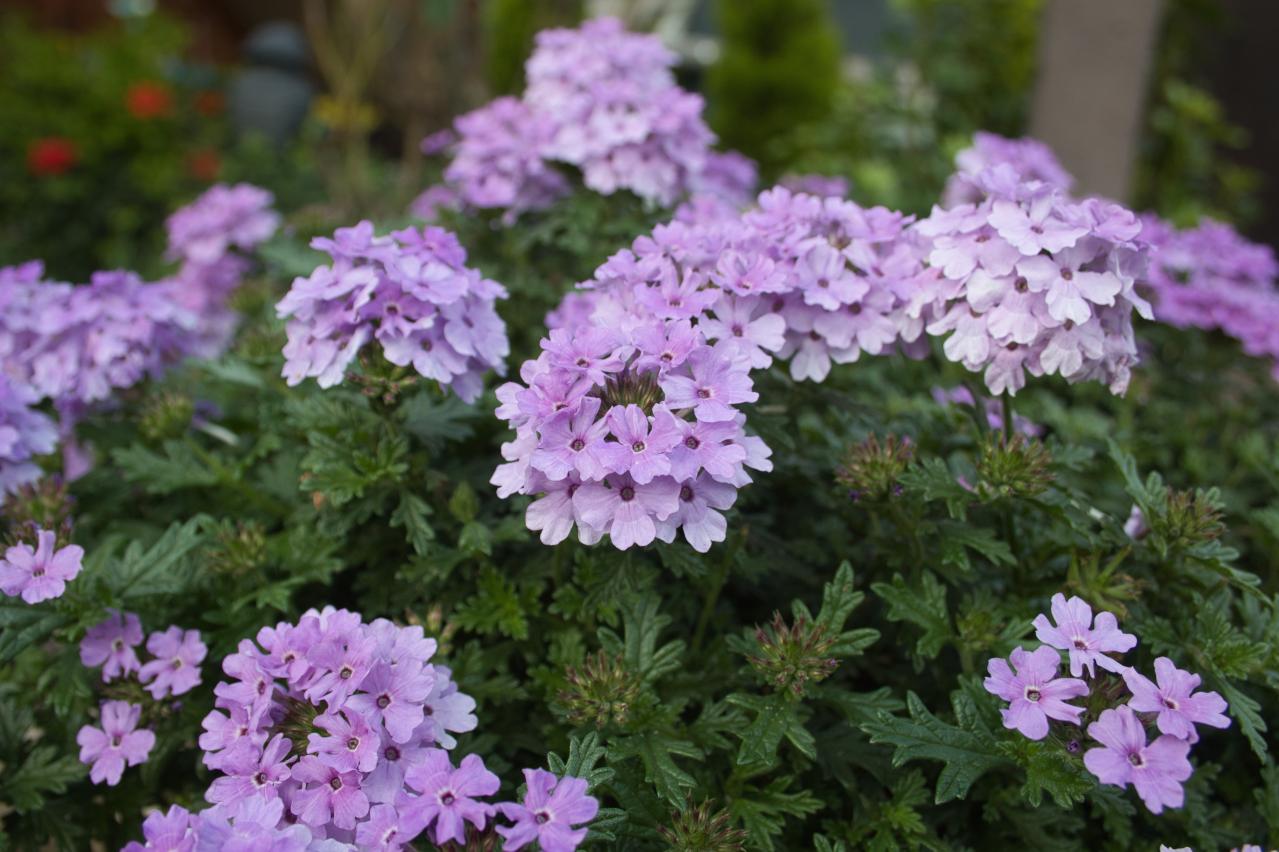 チューリップのあと、すぐ植えよう。初夏〜夏まで長く咲く一年草8選【ジニア・マリーゴールドほか】（画像9）