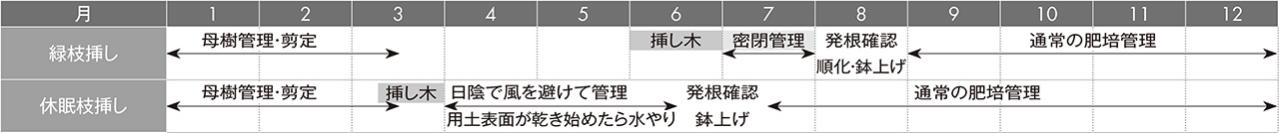 【ガーデニングQ&A】アメリカノリノキ 'アナベル' の挿し木の方法を詳しく教えて！（画像7）