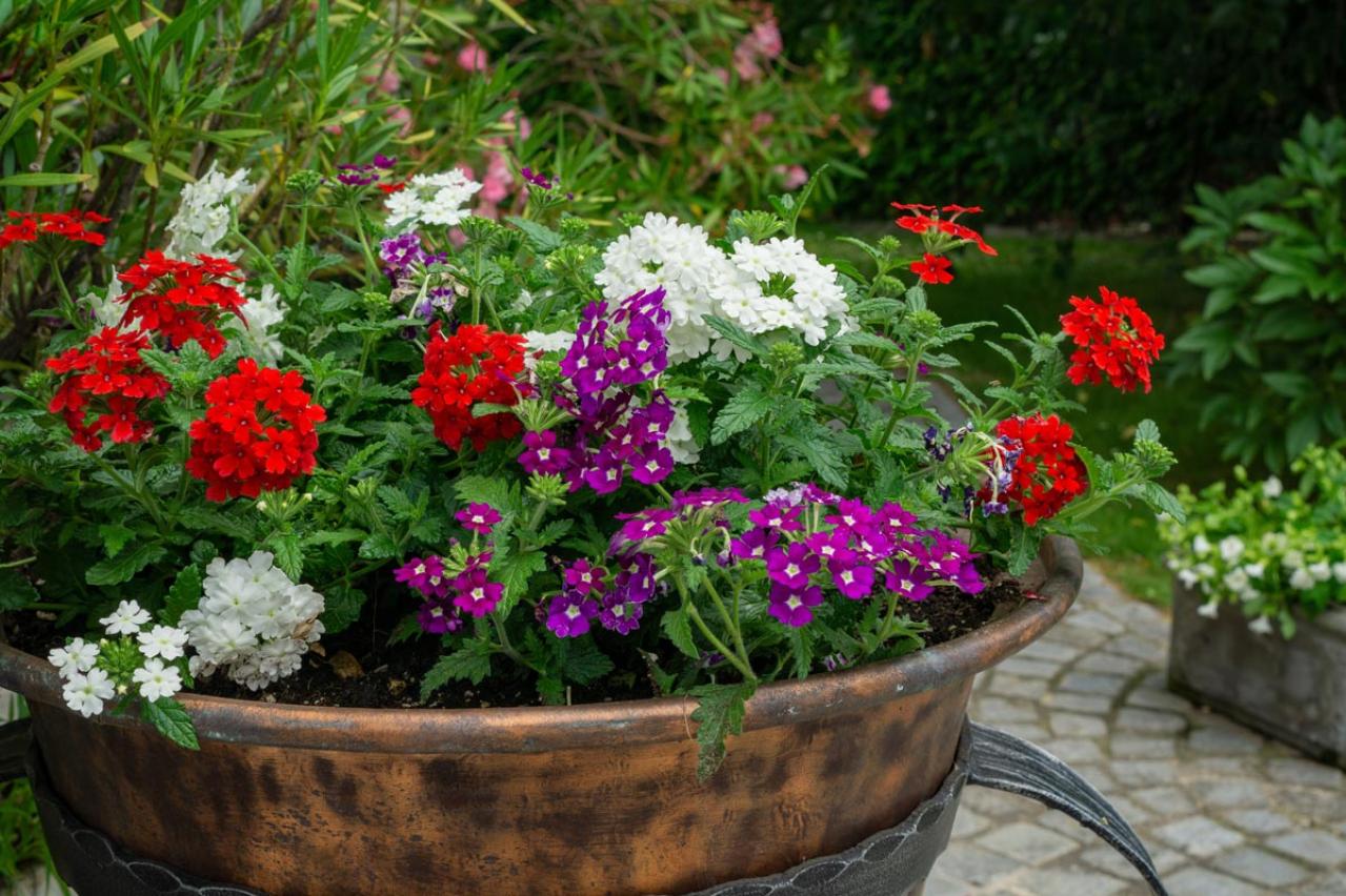 チューリップのあと、すぐ植えよう。初夏〜夏まで長く咲く一年草8選【ジニア・マリーゴールドほか】（画像10）