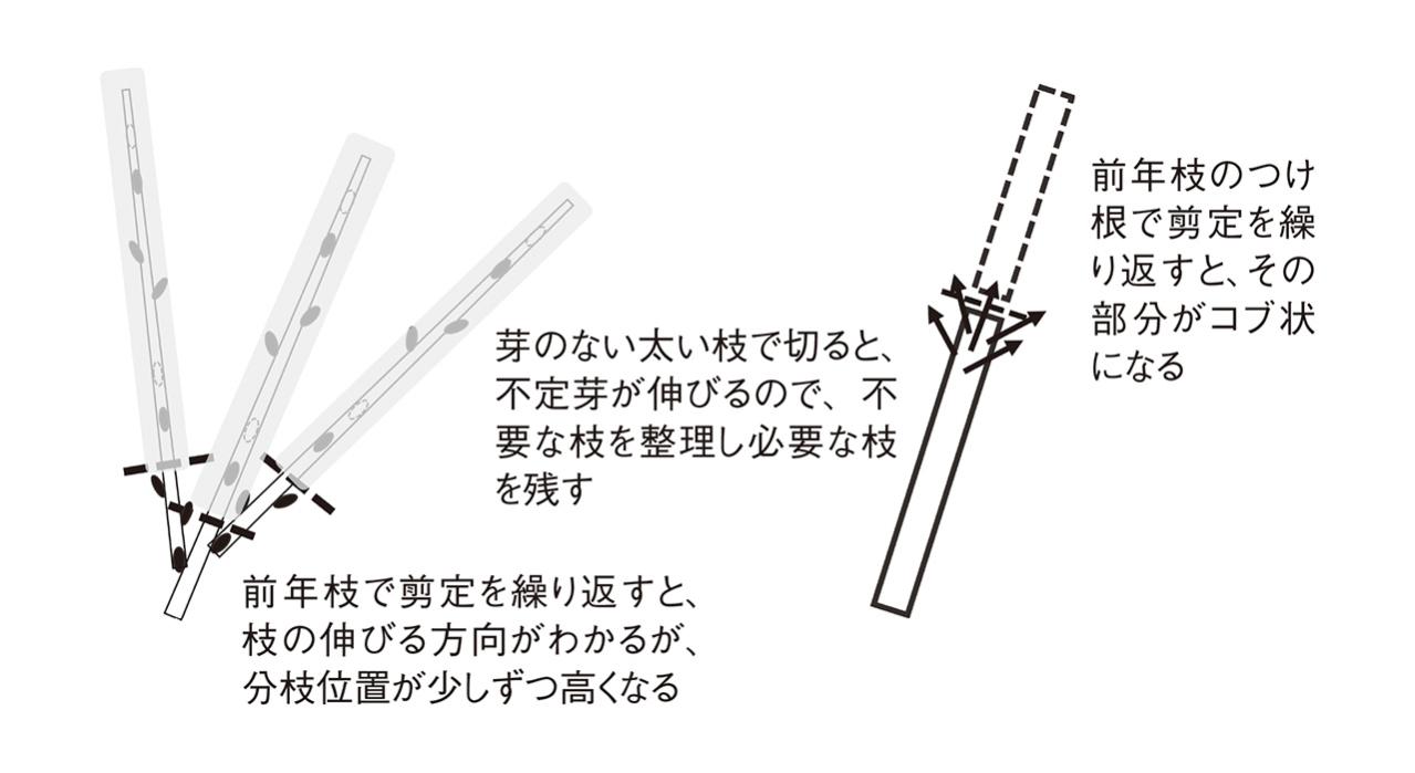 【ガーデニングQ&A】サルスベリの幹、枝はどの位置で剪定すればよい？ 適期は？（画像3）