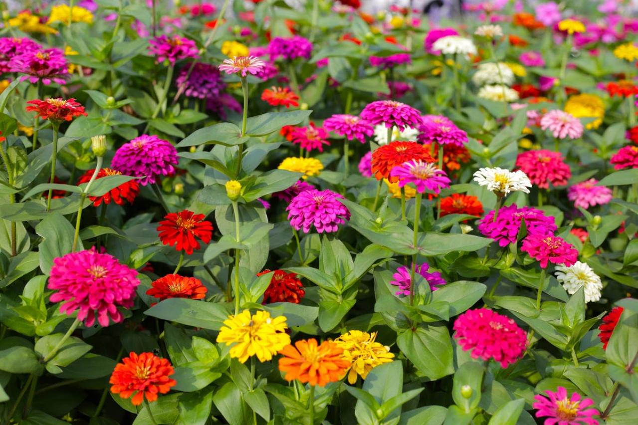チューリップのあと、すぐ植えよう。初夏〜夏まで長く咲く一年草8選【ジニア・マリーゴールドほか】