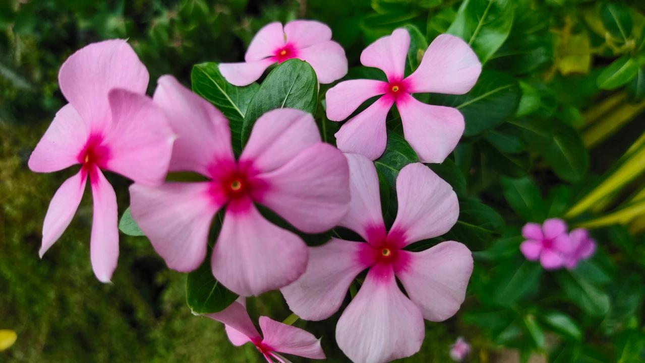 チューリップのあと、すぐ植えよう。初夏〜夏まで長く咲く一年草8選【ジニア・マリーゴールドほか】（画像7）