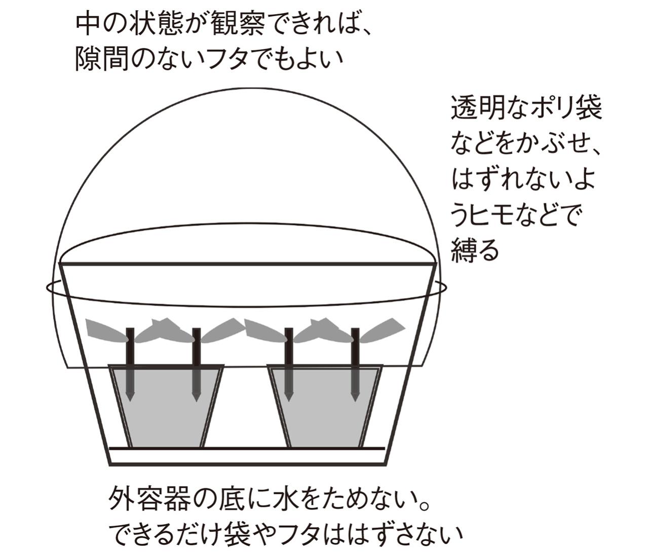 【ガーデニングQ&A】アメリカノリノキ 'アナベル' の挿し木の方法を詳しく教えて！（画像4）