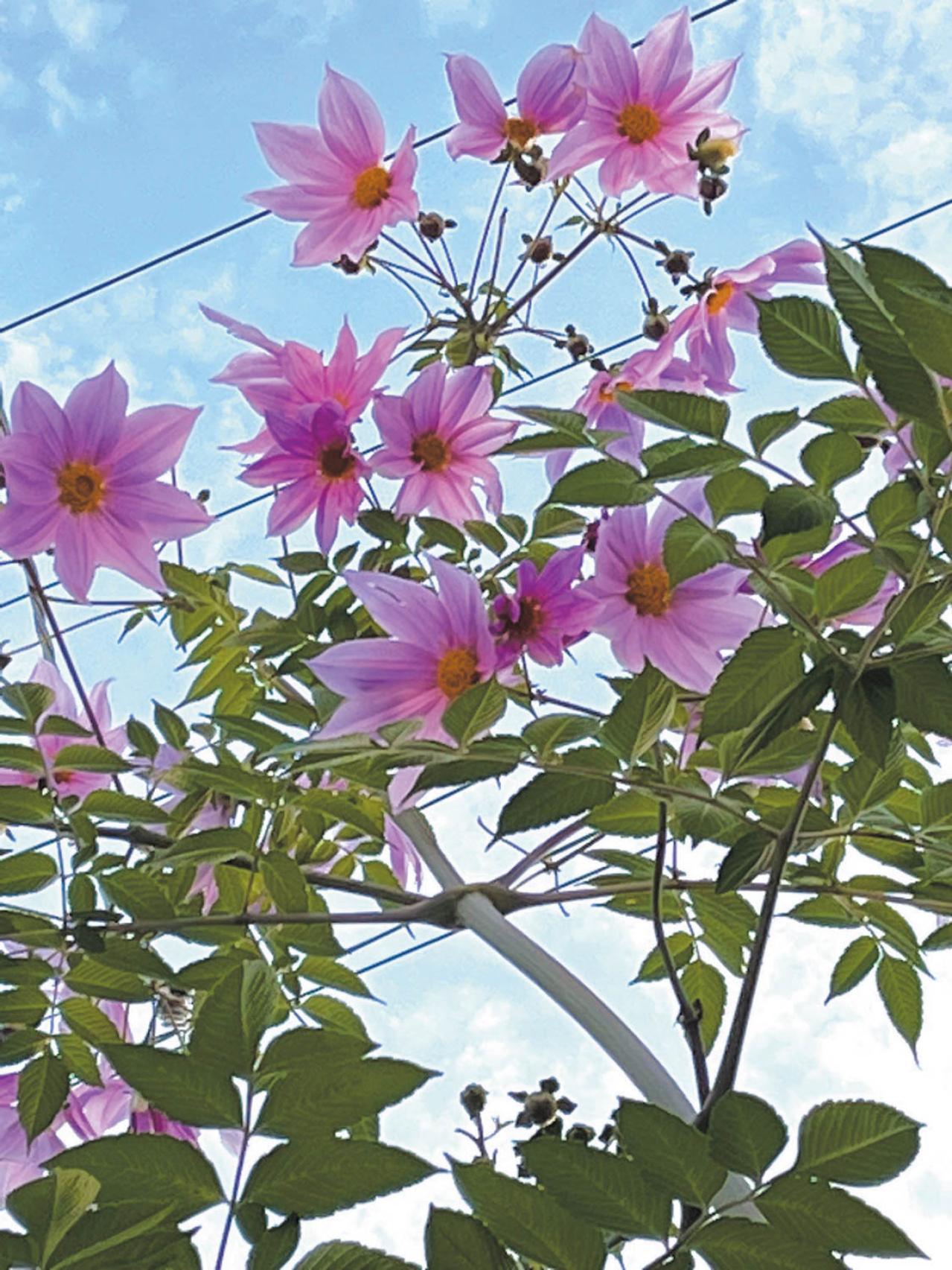 庭・散歩・旅先で出会った花をパチリ。読者モデルの「撮ってよかった」花写真とエピソード（画像3）