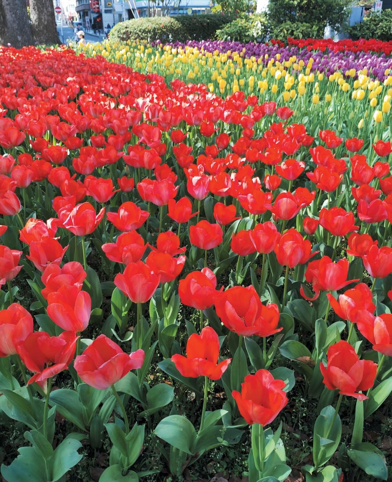 庭・散歩・旅先で出会った花をパチリ。読者モデルの「撮ってよかった」花写真とエピソード（画像14）