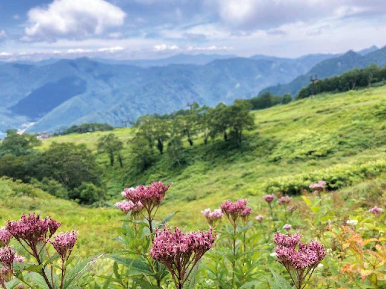 庭・散歩・旅先で出会った花をパチリ。読者モデルの「撮ってよかった」花写真とエピソード（画像16）