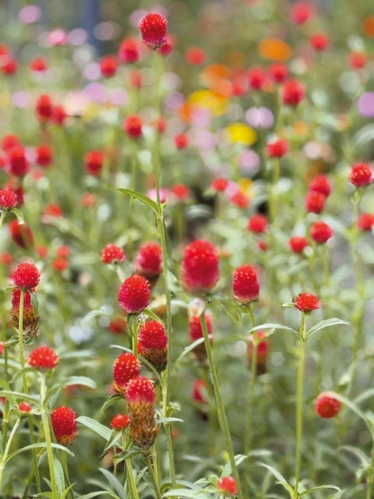 庭・散歩・旅先で出会った花をパチリ。読者モデルの「撮ってよかった」花写真とエピソード（画像5）