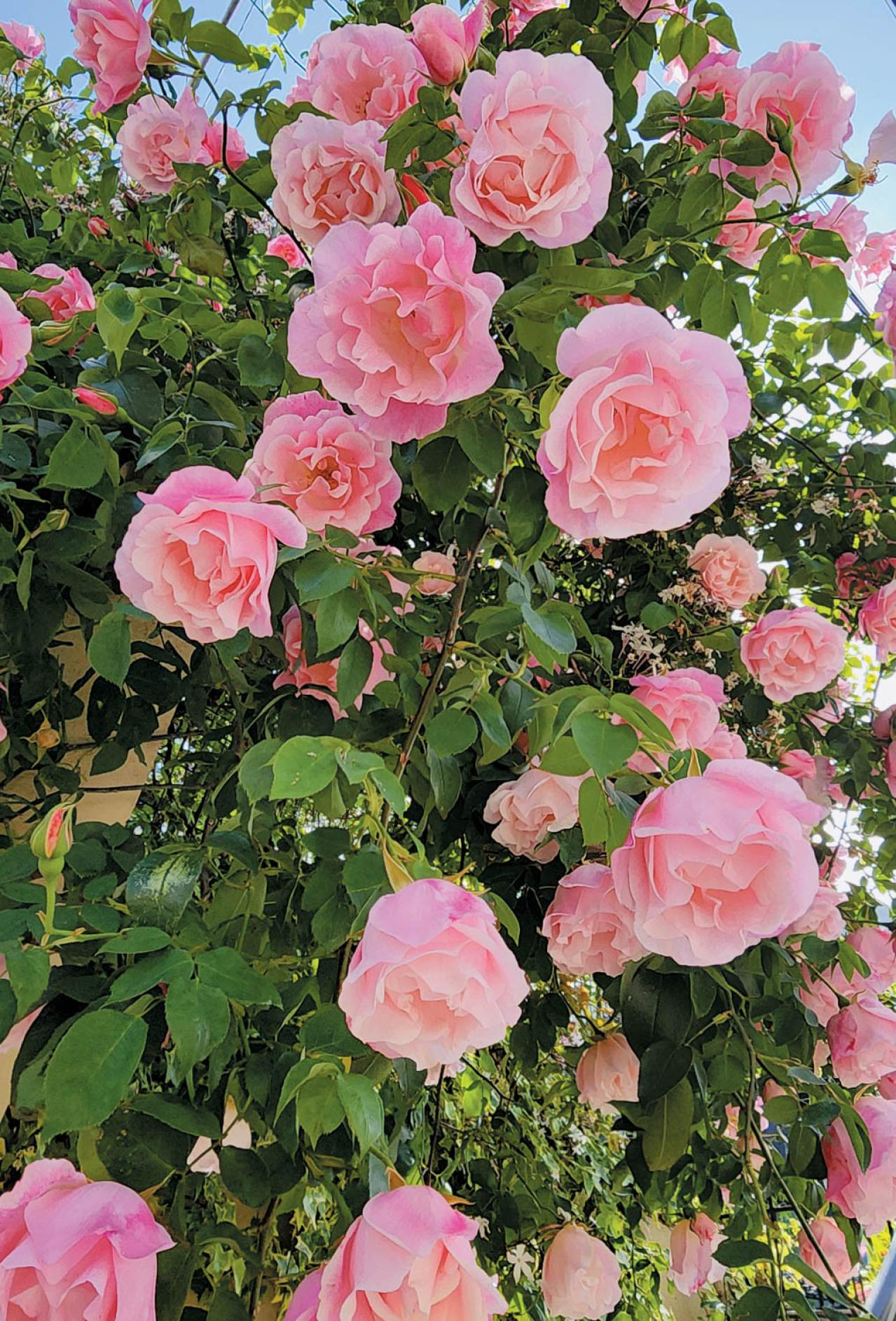 庭・散歩・旅先で出会った花をパチリ。読者モデルの「撮ってよかった」花写真とエピソード（画像20）