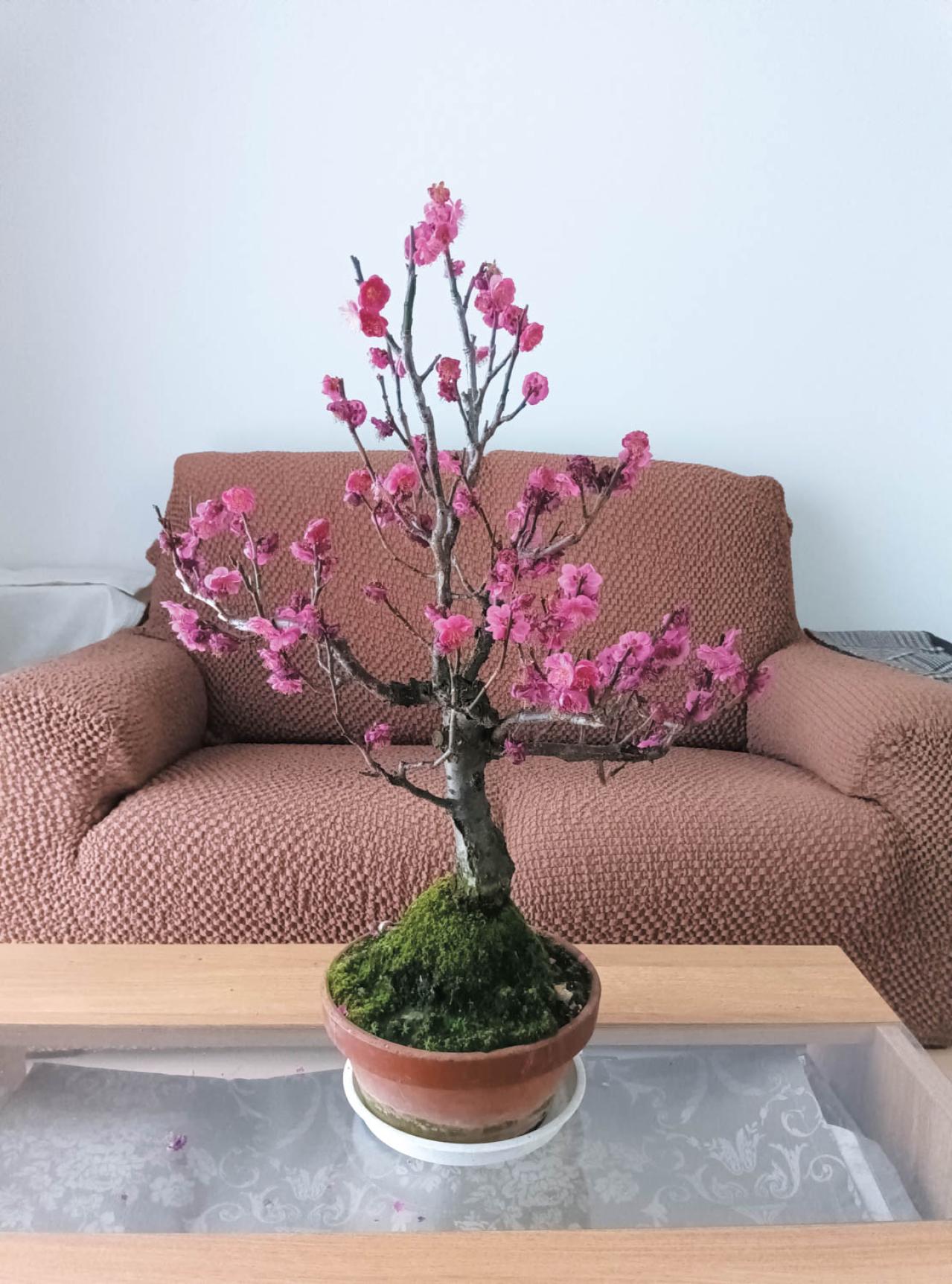 庭・散歩・旅先で出会った花をパチリ。読者モデルの「撮ってよかった」花写真とエピソード（画像13）
