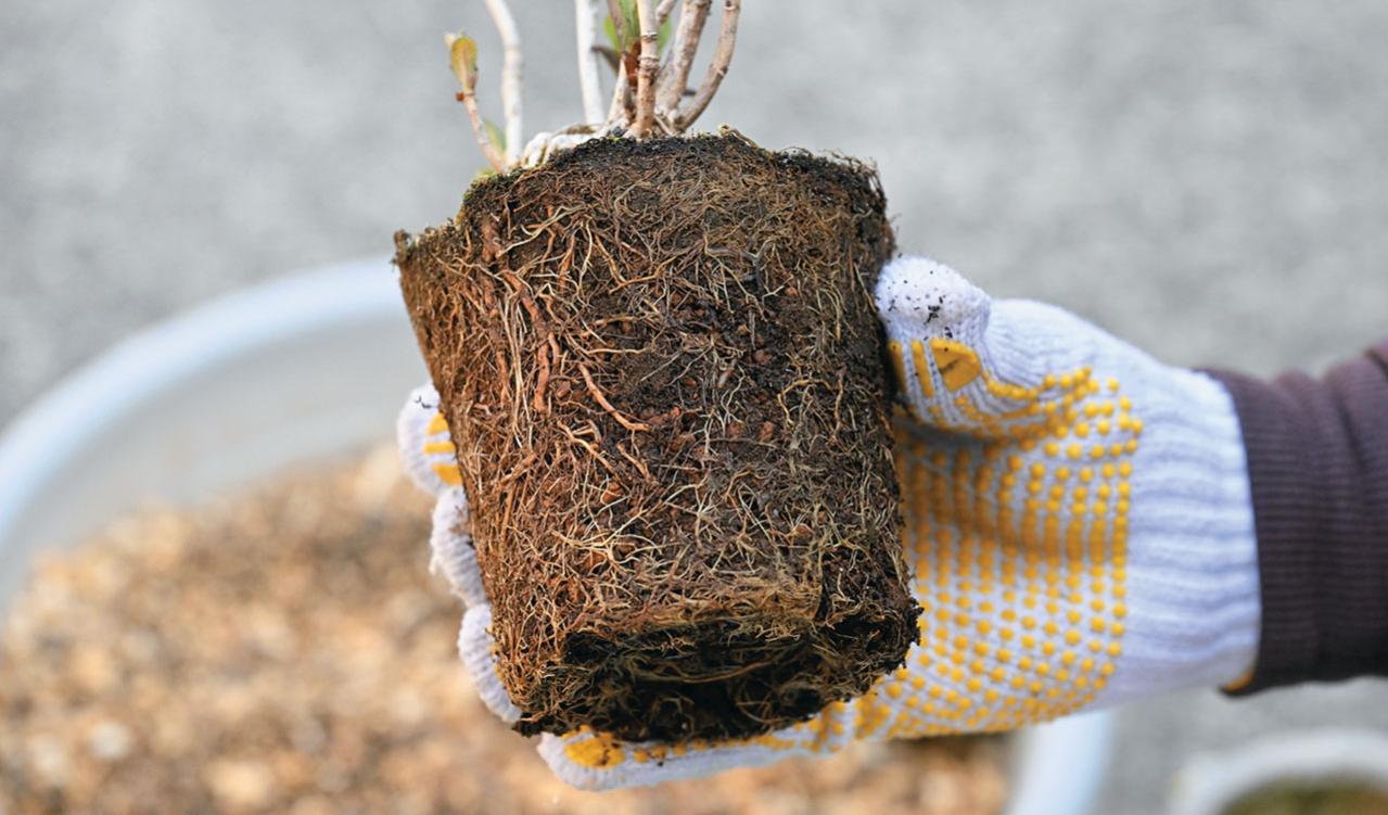 次の開花に差が出る！【鉢植えのヤマアジサイ】の植えかえのタイミングは？手順を詳しく解説（画像13）