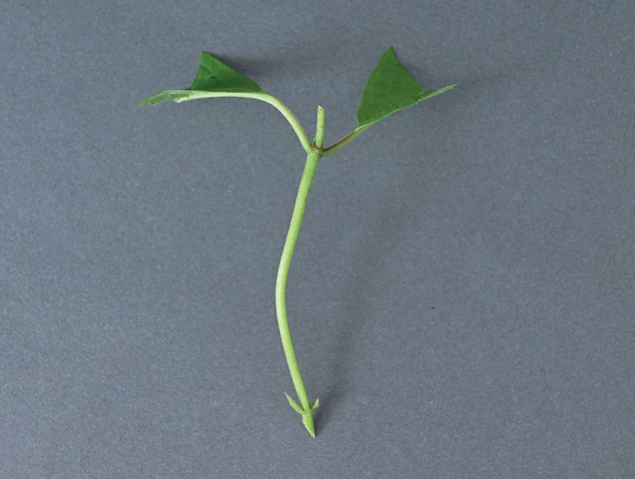 はじめての【ヤマアジサイ鉢栽培】花が終わったらいつ剪定？どこで切る？挿し木で株を増やすには？（画像10）