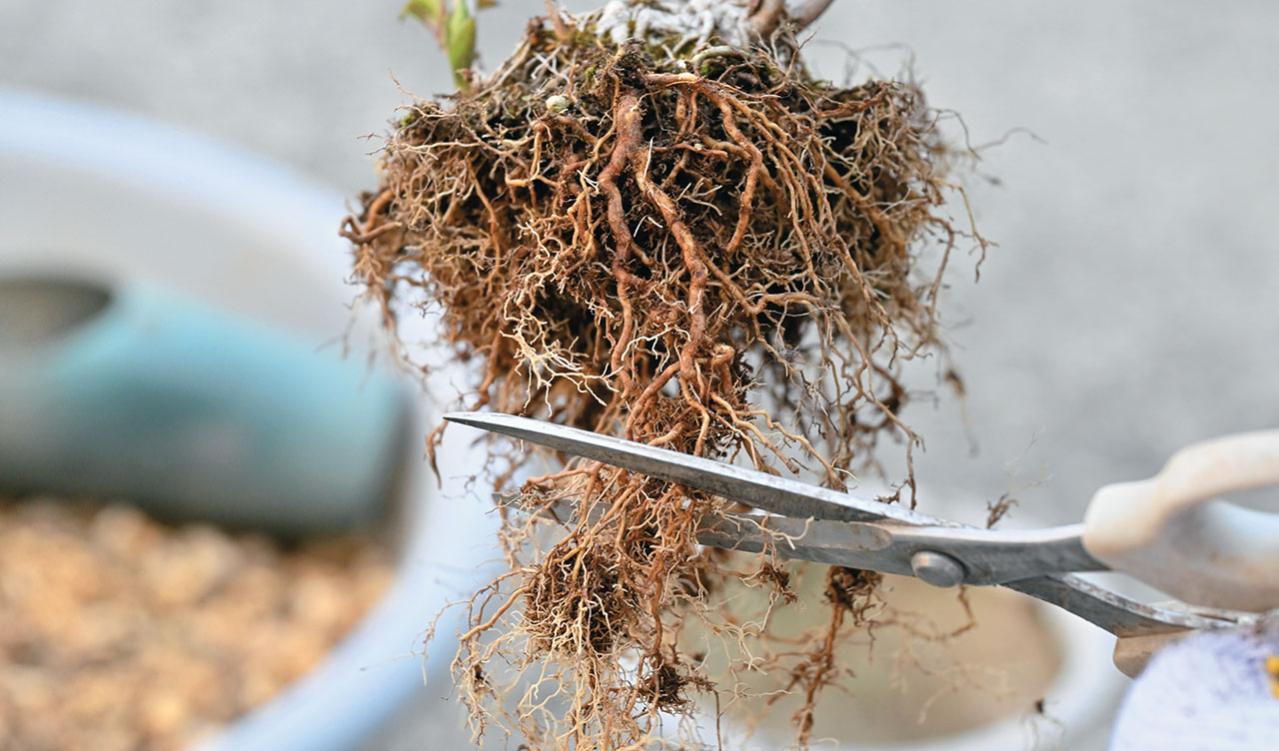 次の開花に差が出る！【鉢植えのヤマアジサイ】の植えかえのタイミングは？手順を詳しく解説（画像16）
